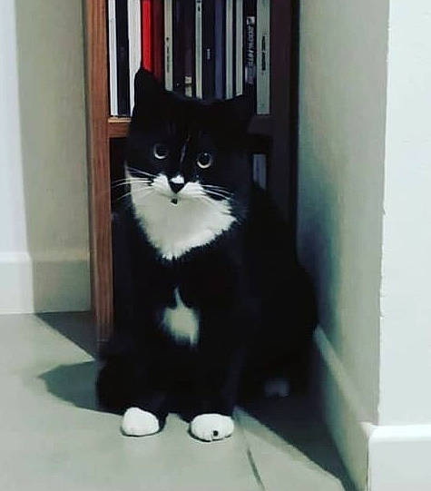 Chatouille participe au concours pour gagner de l'argent avec cette photo : bookcase, carnivore, cat, domestic_short_haired_cat, door, felidae, fixture, floor, flooring, formal_wear, fur, shelf, small_to_medium_sized_cats, snout, stairs, tail, terrestrial_animal, whiskers, window, wood