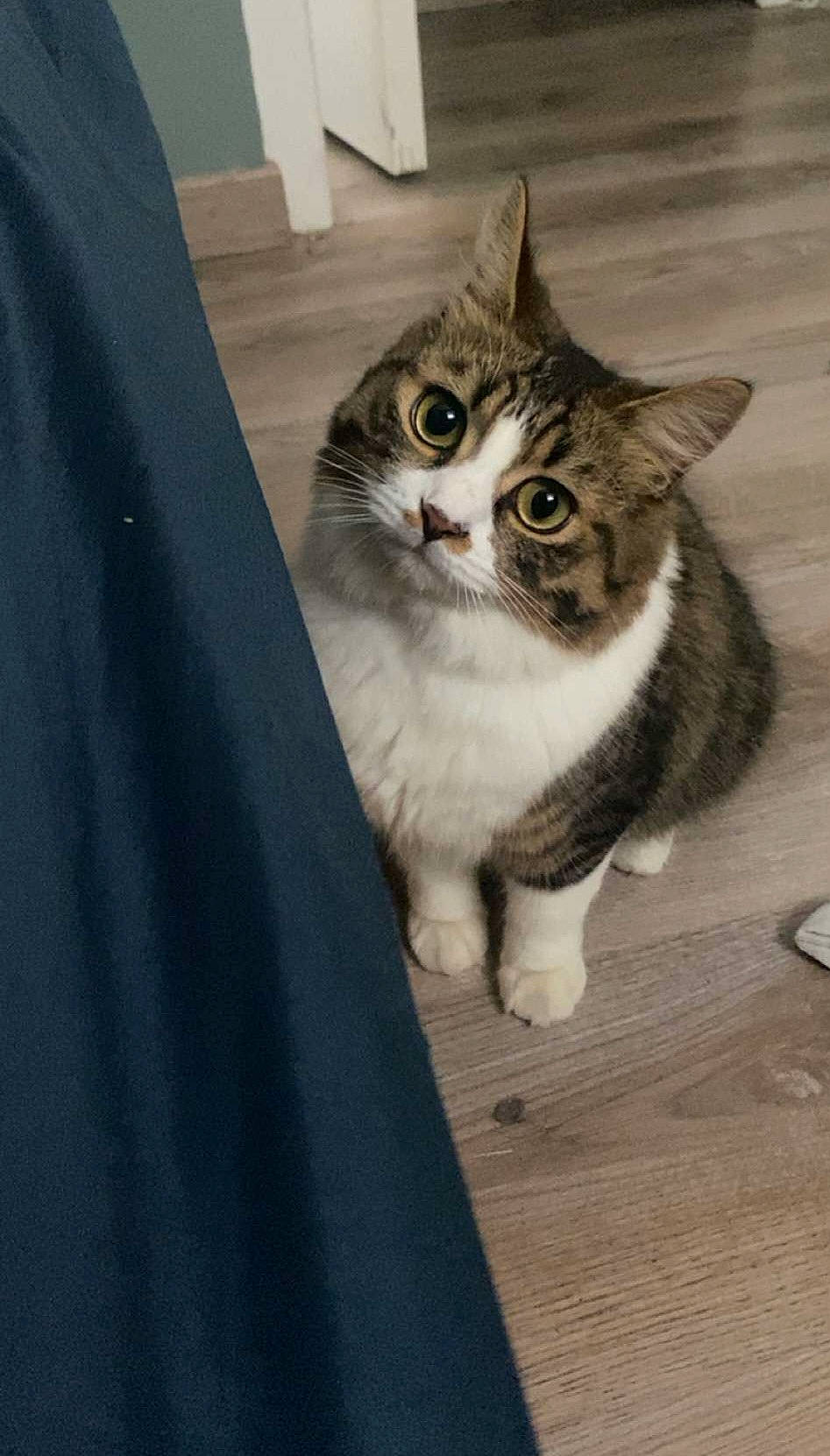 Twix participe au concours pour gagner de l'argent avec cette photo : carnivore, cat, domestic_short_haired_cat, door, felidae, flooring, foot, fur, grey, hardwood, paw, sitting, small_to_medium_sized_cats, snout, tail, whiskers, window, wood