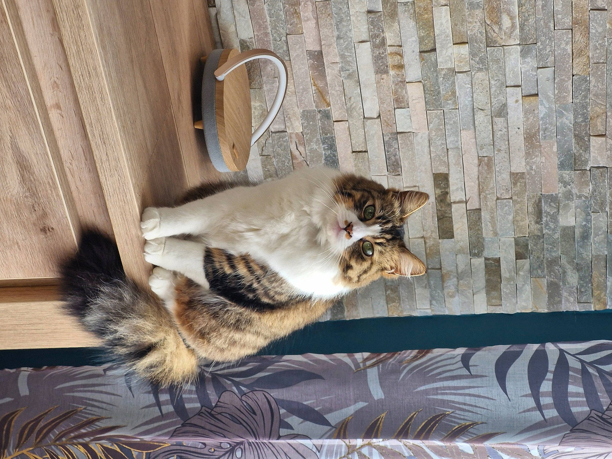 Twix participe au concours pour gagner de l'argent avec cette photo : carnivore, cat, claw, comfort, domestic_short_haired_cat, door, felidae, flooring, fur, grey, hardwood, paw, plant, room, sitting, small_to_medium_sized_cats, tail, whiskers, window, wood