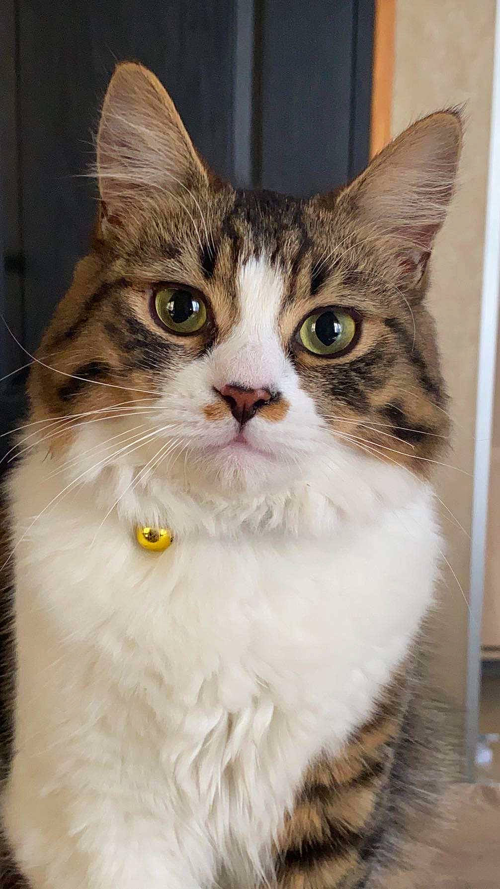 Twix participe au concours pour gagner de l'argent avec cette photo : carnivore, cat, collar, curious, domestic_short_haired_cat, eye, felidae, fixture, fur, iris, small_to_medium_sized_cats, snout, terrestrial_animal, whiskers, window