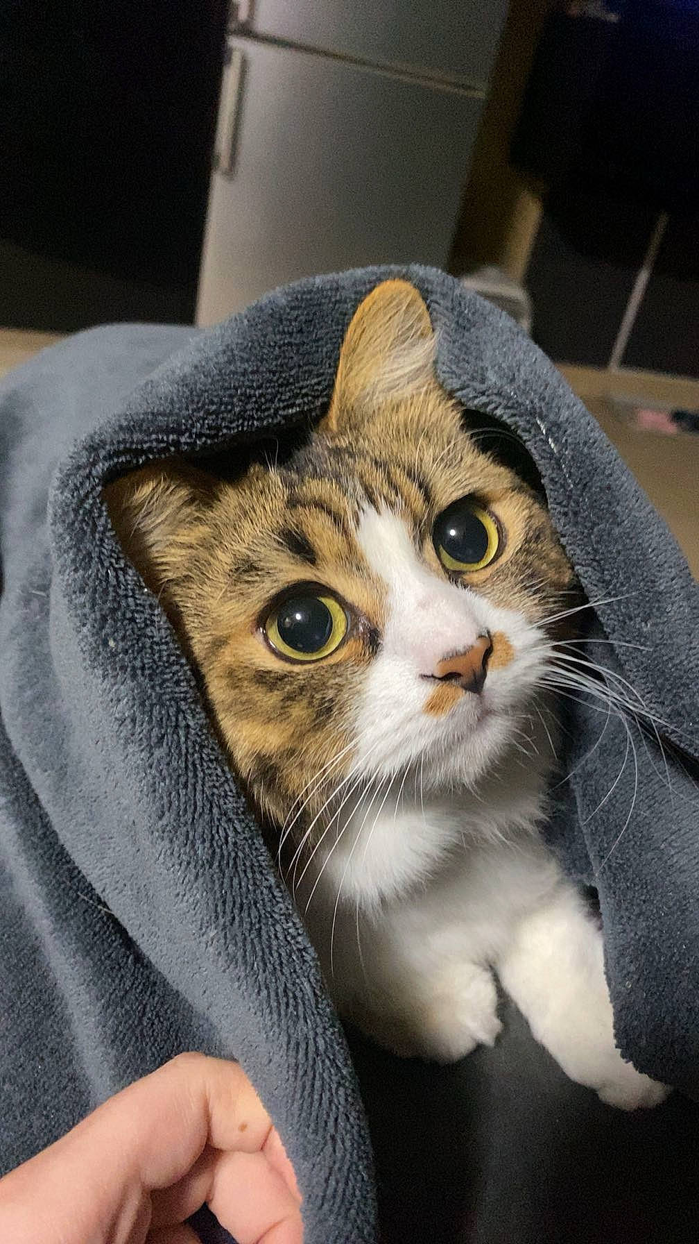 Twix participe au concours pour gagner de l'argent avec cette photo : carnivore, cat, comfort, domestic_short_haired_cat, felidae, fur, small_to_medium_sized_cats, snout, whiskers