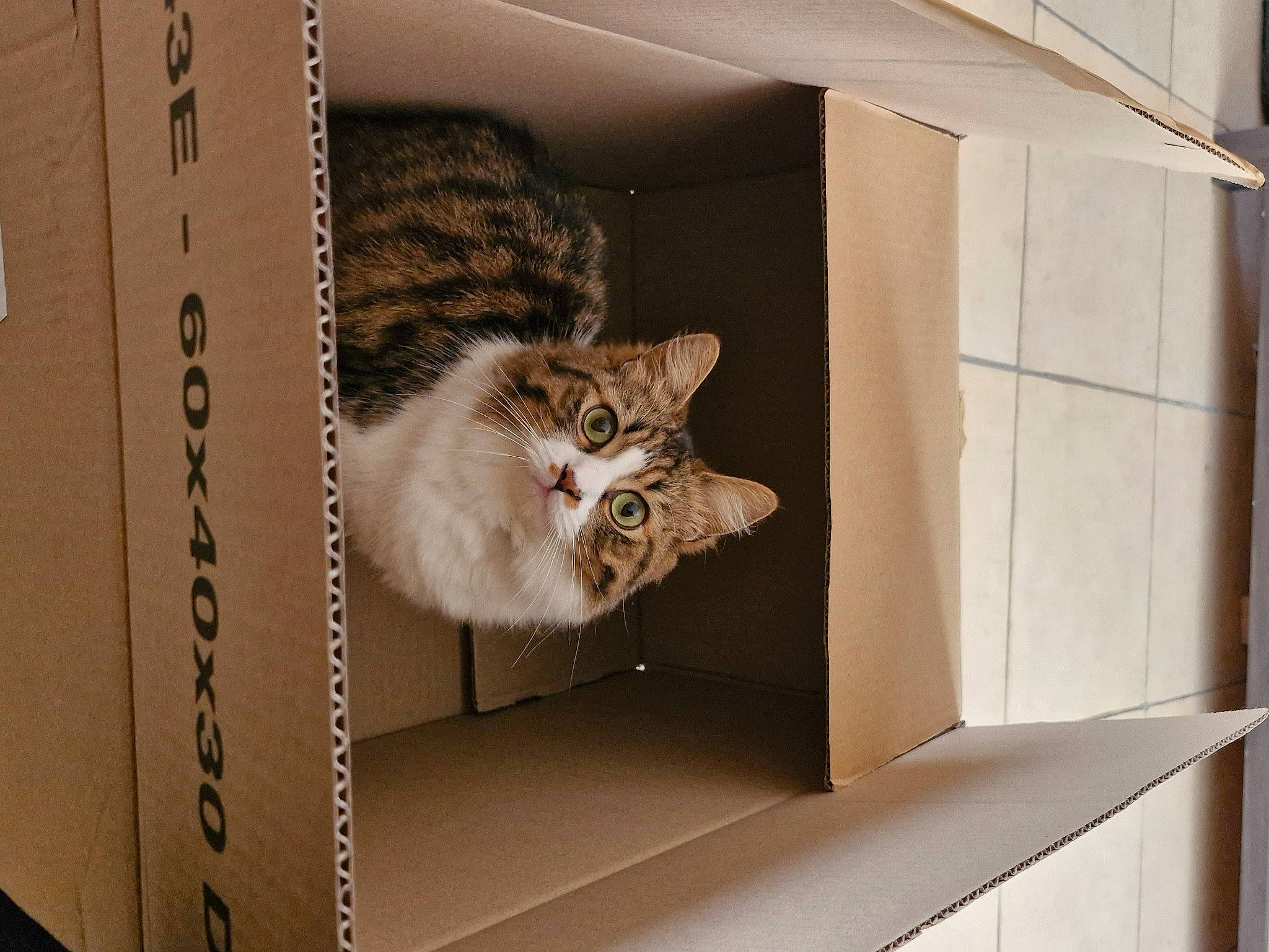 Twix a rejoint le concours — aidez-le/la à gagner de superbes lots ! bookcase, box, cardboard, carnivore, cat, comfort, domestic_short_haired_cat, felidae, fur, grey, hardwood, room, shelf, shelving, small_to_medium_sized_cats, tail, vertebrate, whiskers, window, wood