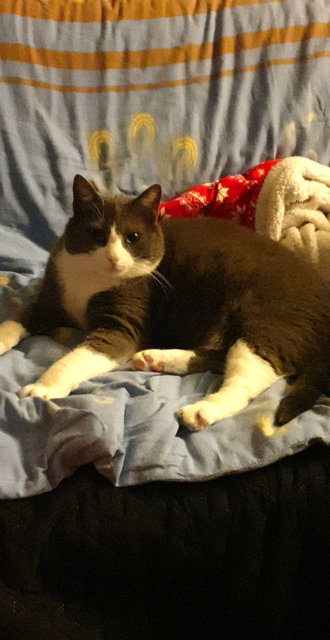 Zyva a rejoint le concours — aidez-le/la à gagner de superbes lots ! aegean_cat, american_wirehair, asian, carnivore, cat, domestic_short_haired_cat, european_shorthair, fawn, felidae, german_rex, kitten, mammal, polydactyl_cat, small_to_medium_sized_cats, snout, snowshoe, tail, vertebrate, whiskers