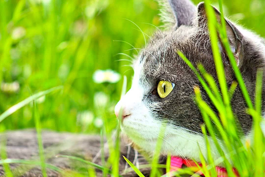 Zyva a rejoint le concours — aidez-le/la à gagner de superbes lots ! american_wirehair, carnivore, cat, close_up, domestic_short_haired_cat, european_shorthair, eye, felidae, fur, grass, grass_family, green, mammal, plant, small_to_medium_sized_cats, snout, tabby_cat, terrestrial_animal, whiskers, wild_cat