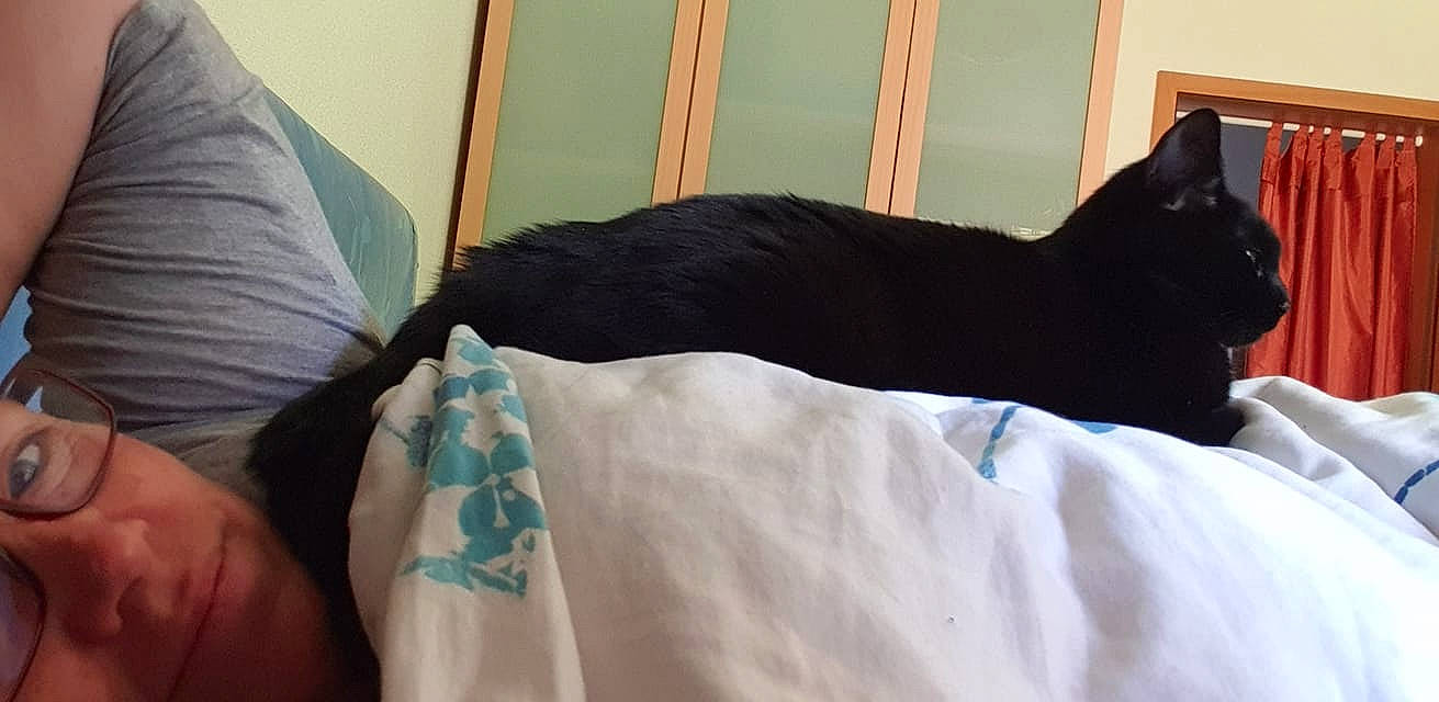 Jethro-nana a rejoint le concours — aidez-le/la à gagner de superbes lots ! bed_sheet, black, black_cat, carnivore, cat, comfort, felidae, furniture, leg, linens, nap, room, small_to_medium_sized_cats, t_shirt, tail, whiskers