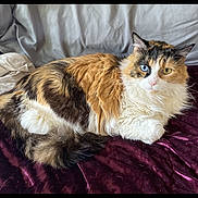 Maiden joined the competition — help win amazing prizes! abyssinian, animal, bed, blanket, cat, couch, cushion, furniture, hardwood, homedecor, indoors, interiordesign, kitten, linen, manx, person, pet, siamese, sleeping, wood