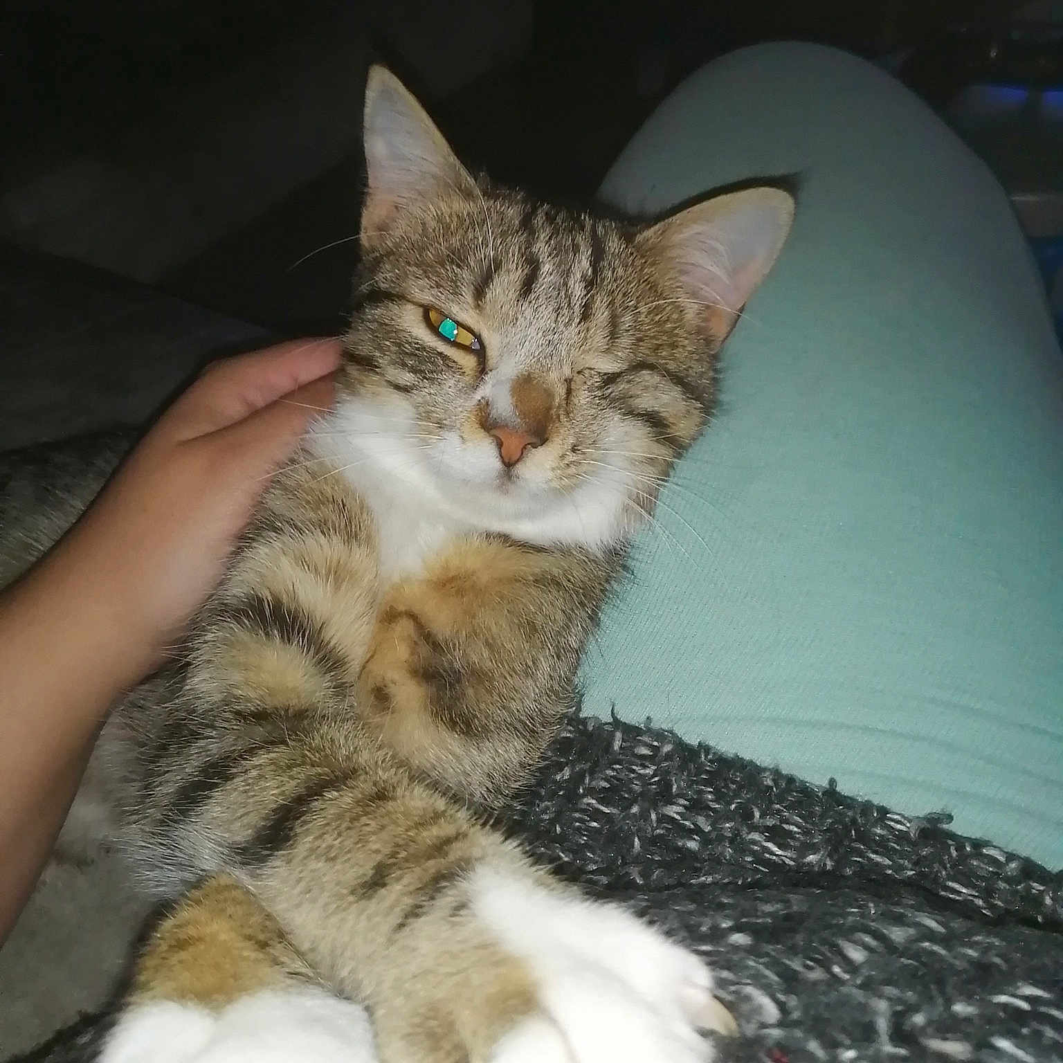 Choupette