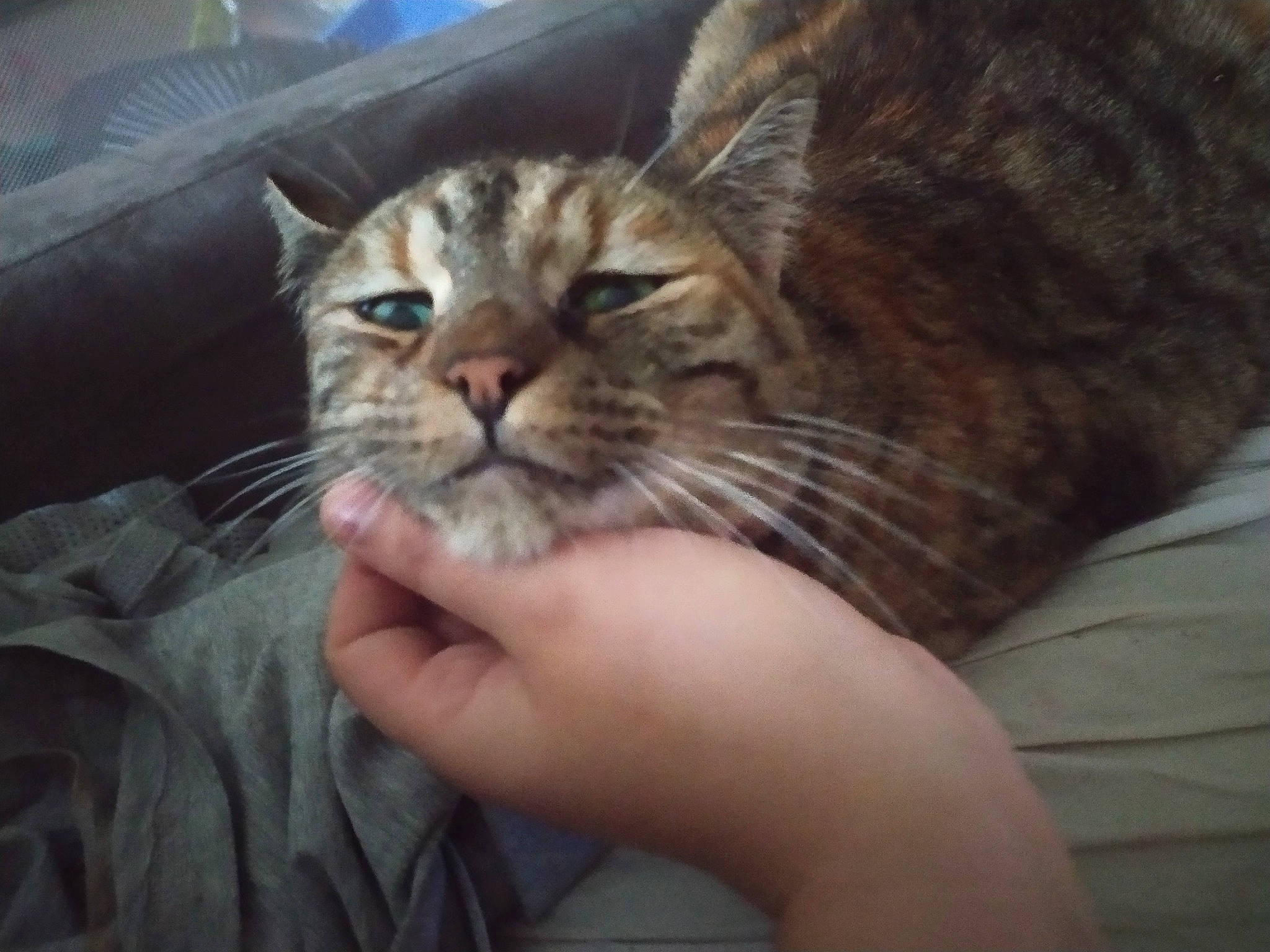 Hilaya participe au concours pour gagner de l'argent avec cette photo : aegean_cat, american_shorthair, asian, australian_mist, carnivore, cat, domestic_short_haired_cat, dragon_li, ear, european_shorthair, eye, felidae, kitten, mammal, pixie_bob, polydactyl_cat, small_to_medium_sized_cats, snout, tabby_cat, whiskers