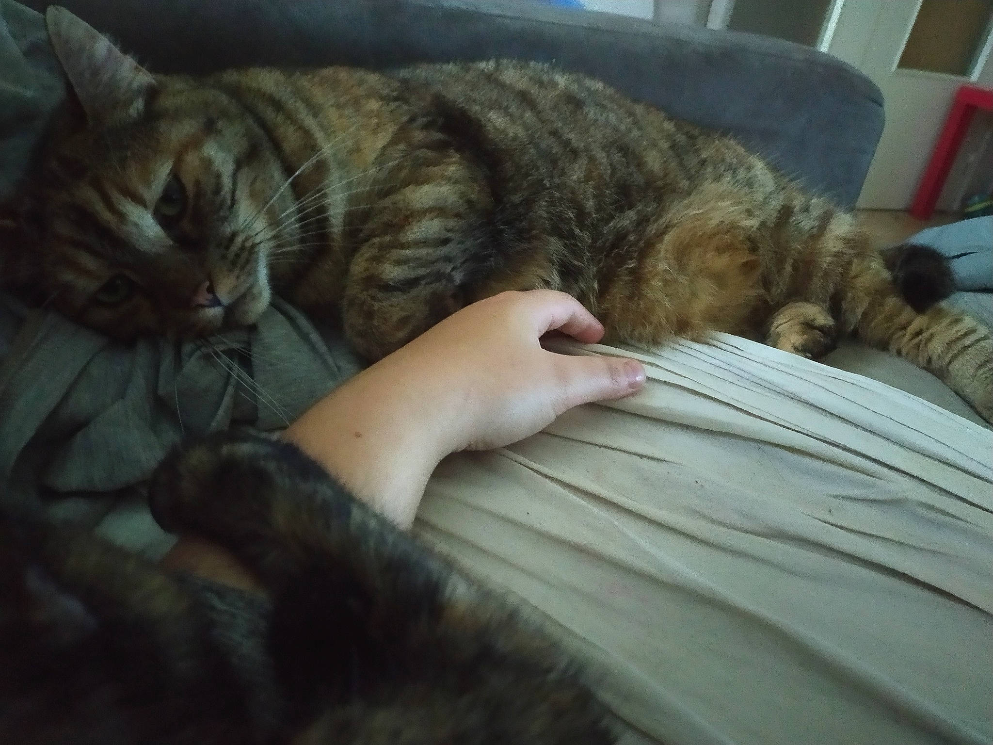 Hilaya a rejoint le concours — aidez-le/la à gagner de superbes lots ! american_shorthair, asian, carnivore, cat, claw, domestic_short_haired_cat, dragon_li, ear, european_shorthair, eye, felidae, fur, hand, nap, pixie_bob, skin, sleep, small_to_medium_sized_cats, tabby_cat, whiskers