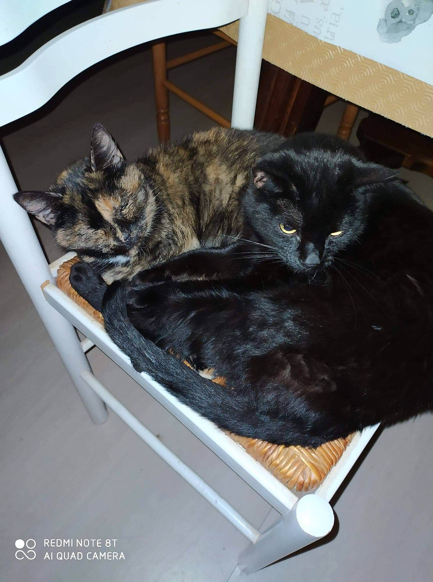 Puncky participe au concours pour gagner de l'argent avec cette photo : american_shorthair, asian, carnivore, cat, cat_bed, domestic_short_haired_cat, dragon_li, european_shorthair, felidae, fur, small_to_medium_sized_cats, whiskers