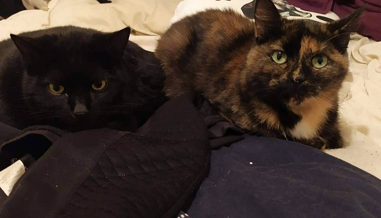 Puncky participe au concours pour gagner de l'argent avec cette photo : asian, asian_semi_longhair, black_cat, british_semi_longhair, burmese, carnivore, cat, domestic_long_haired_cat, domestic_short_haired_cat, european_shorthair, eye, felidae, fur, kitten, mammal, norwegian_forest_cat, small_to_medium_sized_cats, snout, vertebrate, whiskers