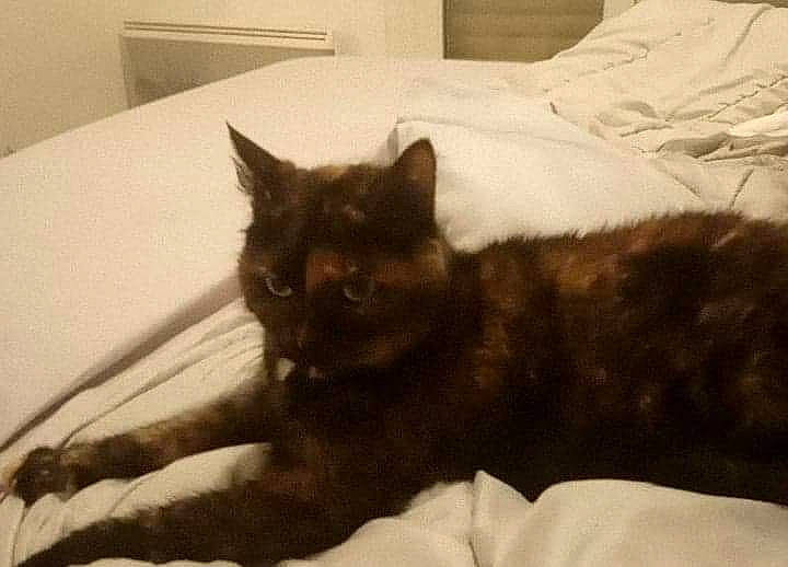 Puncky participe au concours pour gagner de l'argent avec cette photo : asian, black_cat, burmese, carnivore, cat, domestic_short_haired_cat, ear, felidae, fur, german_rex, kitten, mammal, small_to_medium_sized_cats, tail, whiskers