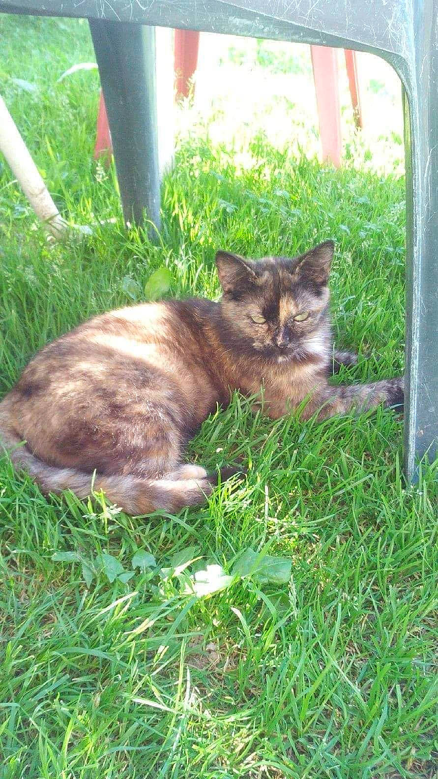 Puncky a rejoint le concours — aidez-le/la à gagner de superbes lots ! carnivore, cat, domestic_short_haired_cat, felidae, grass, plant, small_to_medium_sized_cats, whiskers