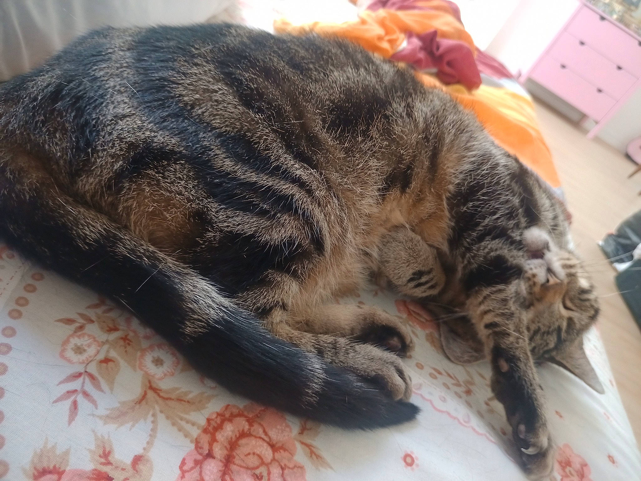 Calin a rejoint le concours — aidez-le/la à gagner de superbes lots ! canidae, carnivore, cat, claw, comfort, dog_breed, domestic_short_haired_cat, drawer, felidae, fur, nap, paw, sleep, small_to_medium_sized_cats, snout, sporting_group, tail, terrestrial_animal, whiskers