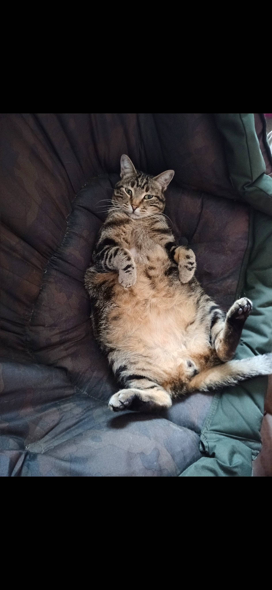 Calin participe au concours pour gagner de l'argent avec cette photo : big_cats, carnivore, cat, claw, comfort, darkness, domestic_short_haired_cat, fawn, felidae, fur, paw, plant, small_to_medium_sized_cats, snout, tail, terrestrial_animal, tiger, whiskers, wildlife, wood