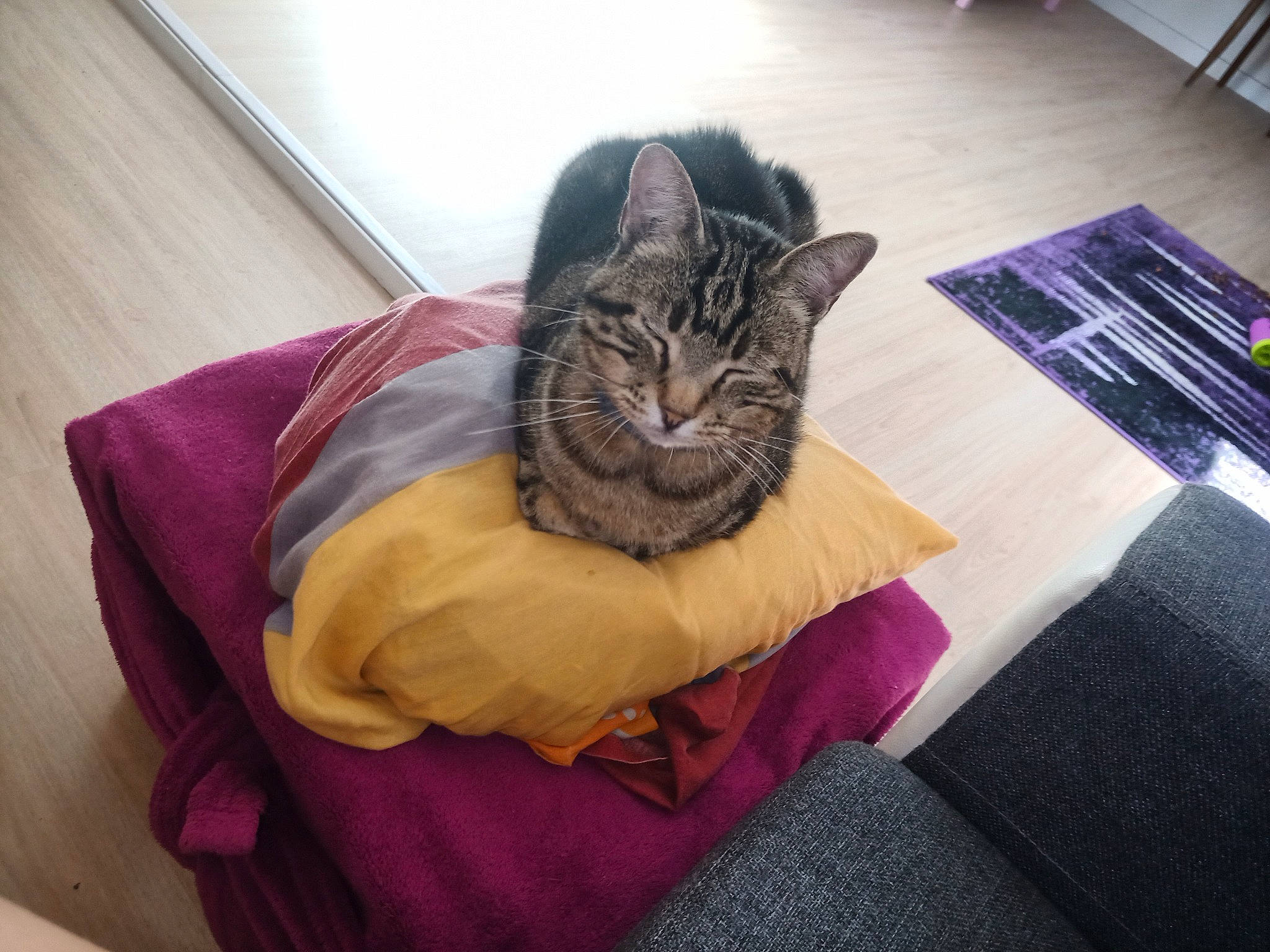 Calin a rejoint le concours — aidez-le/la à gagner de superbes lots ! carnivore, cat, cloud, comfort, domestic_short_haired_cat, felidae, flooring, fur, grey, hardwood, human_leg, lap, linens, magenta, purple, sitting, small_to_medium_sized_cats, tail, whiskers, wood