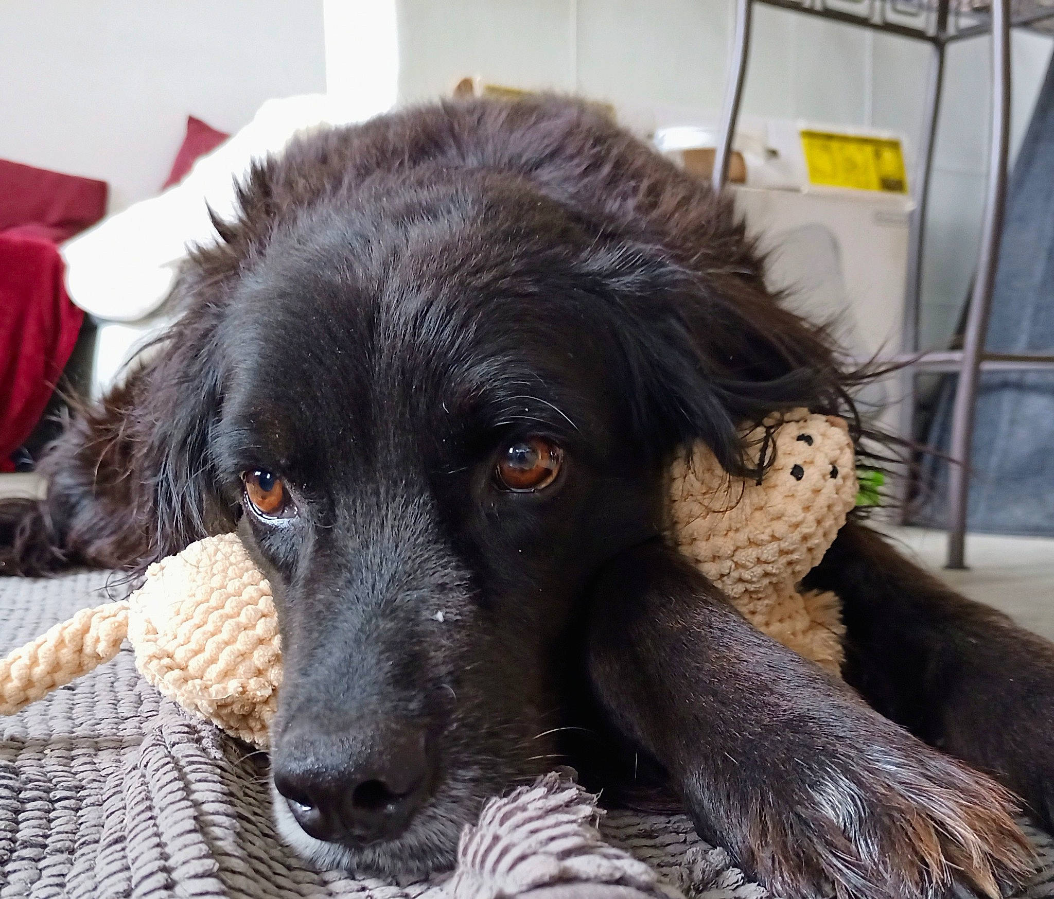 Gando a rejoint le concours — aidez-le/la à gagner de superbes lots ! borador, canidae, carnivore, companion_dog, dog, dog_breed, dog_collar, dog_supply, fur, guard_dog, gun_dog, liver, paw, plant, retriever, snout, sporting_group, whiskers, working_animal, working_dog