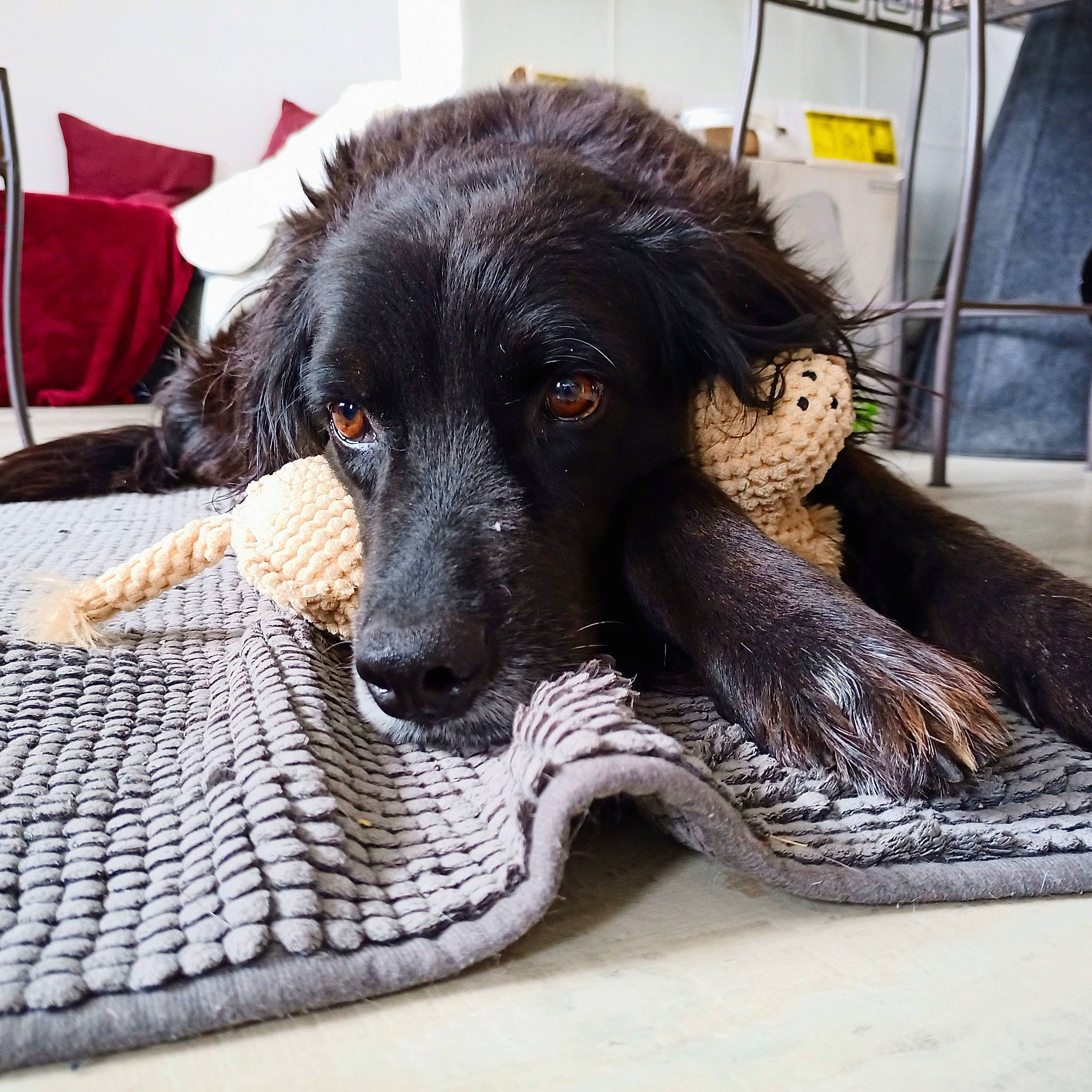 Gando participe au concours pour gagner de l'argent avec cette photo : canidae, carnivore, claw, comfort, companion_dog, dog, dog_breed, flooring, foot, fur, guard_dog, linens, nap, paw, puppy, snout, sporting_group, whiskers, working_animal, working_dog