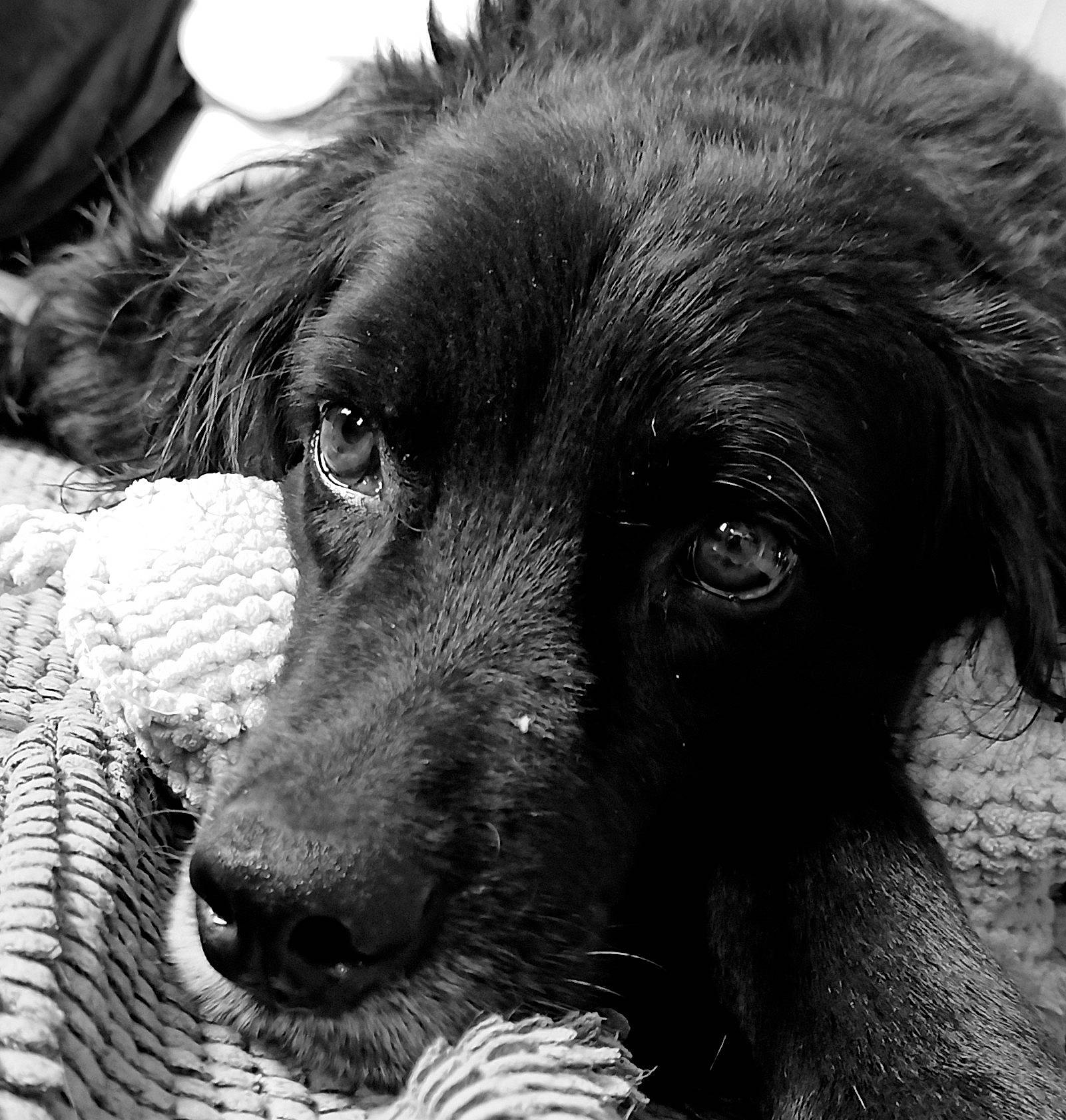 Gando a rejoint le concours — aidez-le/la à gagner de superbes lots ! black, borador, canidae, carnivore, companion_dog, dog, dog_breed, fur, gun_dog, liver, monochrome, monochrome_photography, retriever, snout, spaniel, sporting_group, whiskers, white, working_animal, working_dog