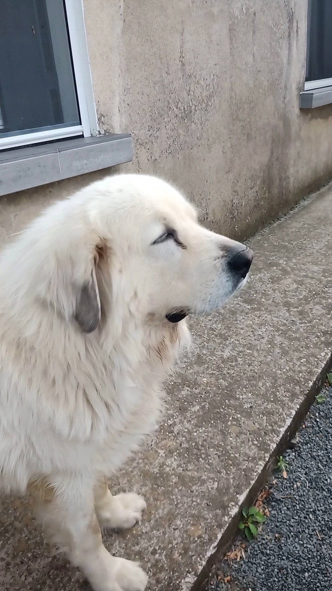 Goliath participe au concours pour gagner de l'argent avec cette photo : carnivore, companion_dog, composite_material, dog, dog_breed, fang, flooring, great_pyrenees, laptop, maremma_sheepdog, pet_supply, plant, polish_tatra_sheepdog, road_surface, slovak_cuvac, snout, sporting_group, whiskers, white, window