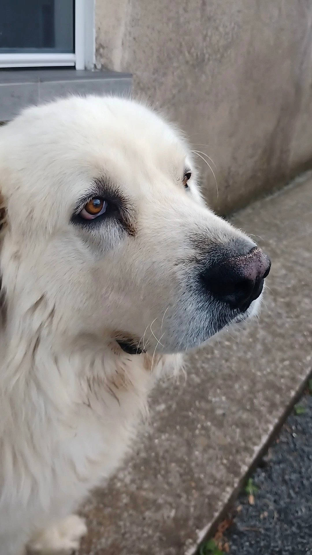 Goliath participe au concours pour gagner de l'argent avec cette photo : ancient_dog_breeds, canidae, carnivore, companion_dog, dog, dog_breed, dog_collar, eye, fur, non_sporting_group, sporting_group, terrestrial_animal, whiskers, window, working_animal