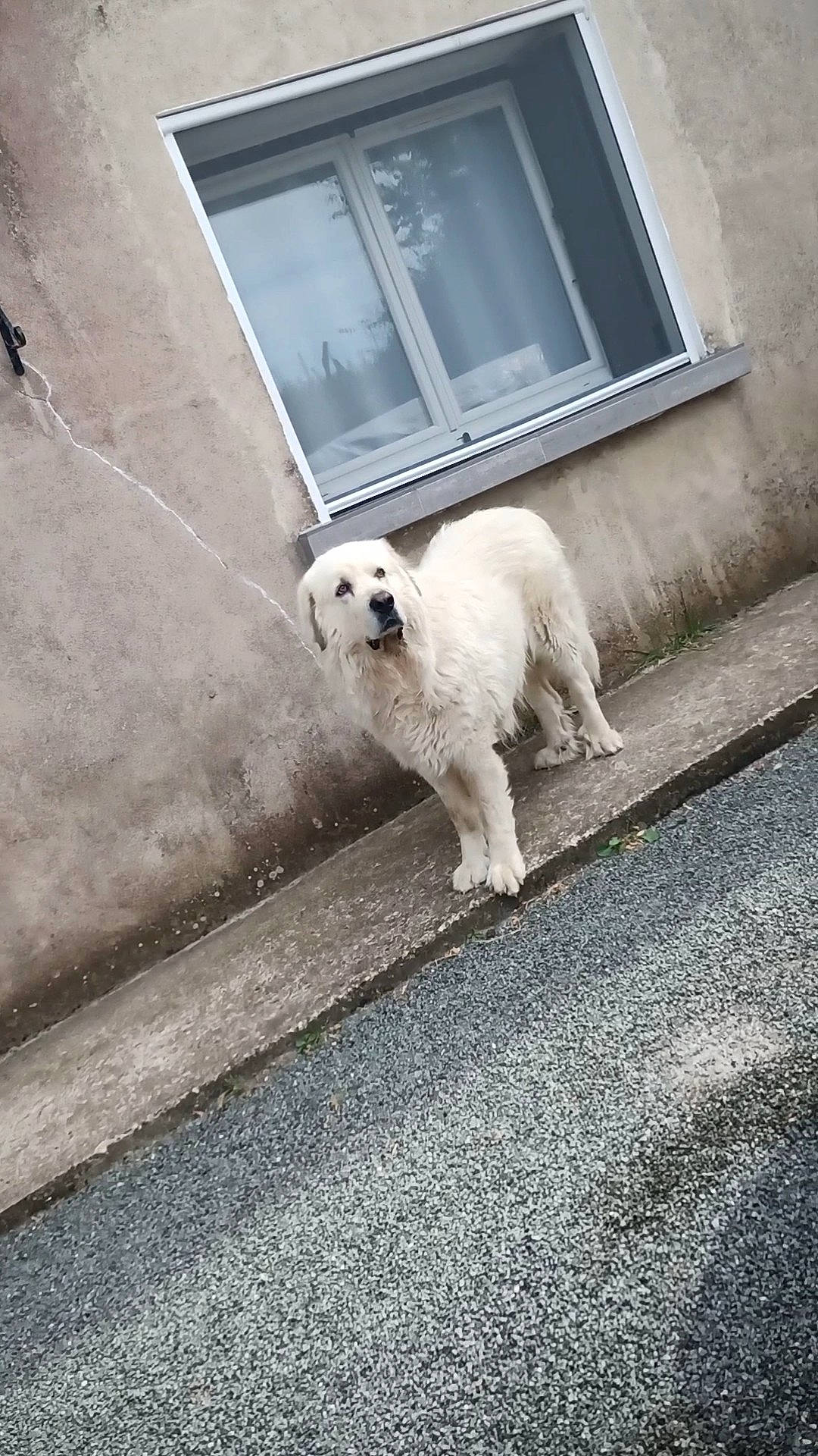 Goliath participe au concours pour gagner de l'argent avec cette photo : asphalt, building, canidae, carnivore, companion_dog, dog, dog_breed, door, fawn, home_door, house, road_surface, sidewalk, snout, sporting_group, tints_and_shades, toy_dog, window, wood, working_animal