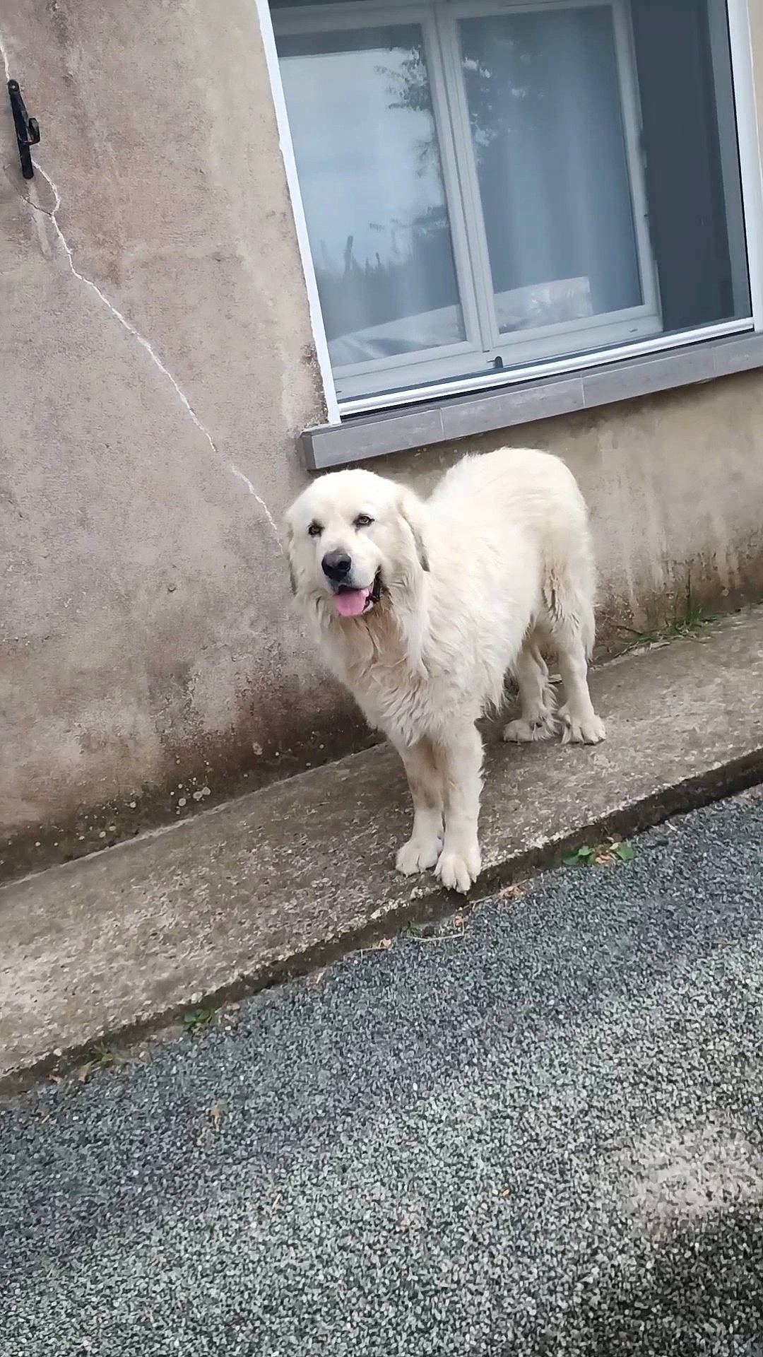 Goliath participe au concours pour gagner de l'argent avec cette photo : canidae, carnivore, companion_dog, dog, dog_breed, dog_supply, flooring, fur, giant_dog_breed, non_sporting_group, pet_supply, road_surface, sidewalk, snout, sporting_group, tail, terrestrial_animal, window, working_animal, working_dog