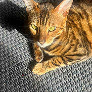 Saphir a rejoint le concours — aidez-le/la à gagner de superbes lots ! alert, animal, bengal_cat, carpet, cat, close_up, domestic_cat, ears, feline, fur, green_eyes, indoor, paw, pet, relaxed, shadow, striped, sunlight, texture, whiskers