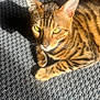 alert, animal, bengal_cat, carpet, cat, close_up, domestic_cat, ears, feline, fur, green_eyes, indoor, paw, pet, relaxed, shadow, striped, sunlight, texture, whiskers