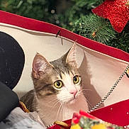 Aïko a rejoint le concours — aidez-le/la à gagner de superbes lots ! cat, kitten, pet, christmas_tree, gift_bag, ornament, bow, ribbon, holiday, festive, indoor, portrait, close_up, whiskers, wide_eyes, curious, bokeh, present, red, pine_needles
