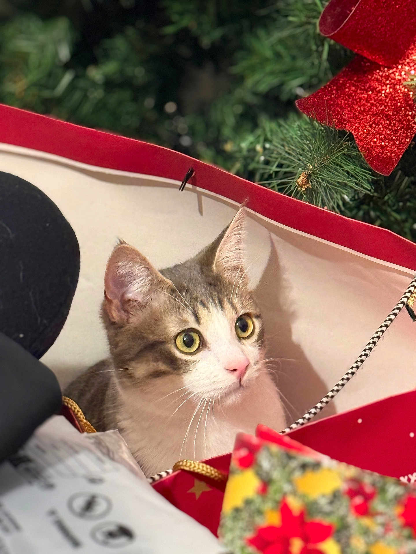 Aïko a rejoint le concours — aidez-le/la à gagner de superbes lots ! cat, kitten, pet, christmas_tree, gift_bag, ornament, bow, ribbon, holiday, festive, indoor, portrait, close_up, whiskers, wide_eyes, curious, bokeh, present, red, pine_needles