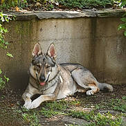 Shadow a rejoint le concours — aidez-le/la à gagner de superbes lots ! dog, canine, outdoor, garden, greenery, relaxed, lying_down, tongue_out, shade, sunlight, stone_wall, plants, nature, pet, animal, mammal, ears, fur, happy, resting
