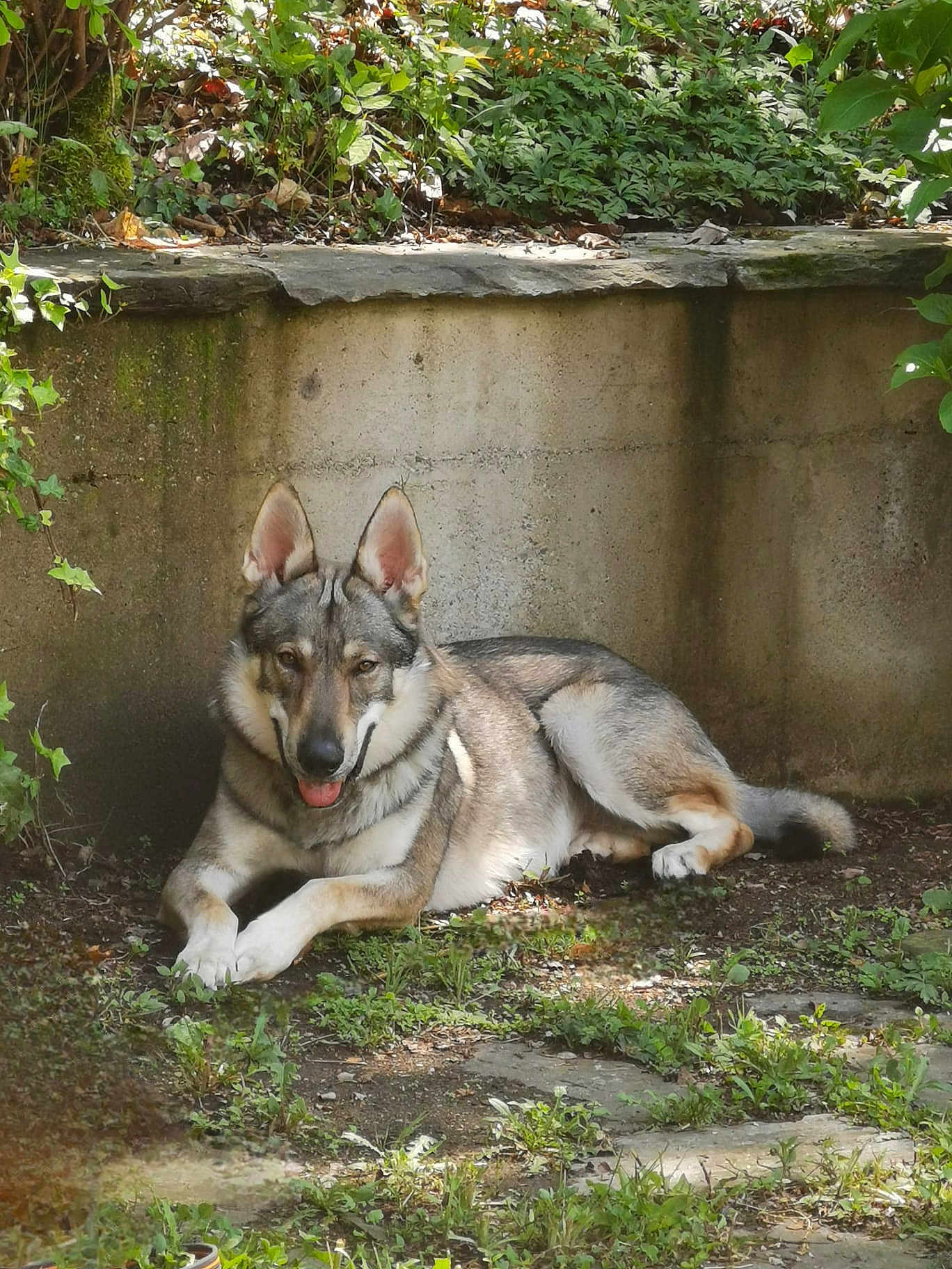 Shadow a rejoint le concours — aidez-le/la à gagner de superbes lots ! dog, canine, outdoor, garden, greenery, relaxed, lying_down, tongue_out, shade, sunlight, stone_wall, plants, nature, pet, animal, mammal, ears, fur, happy, resting