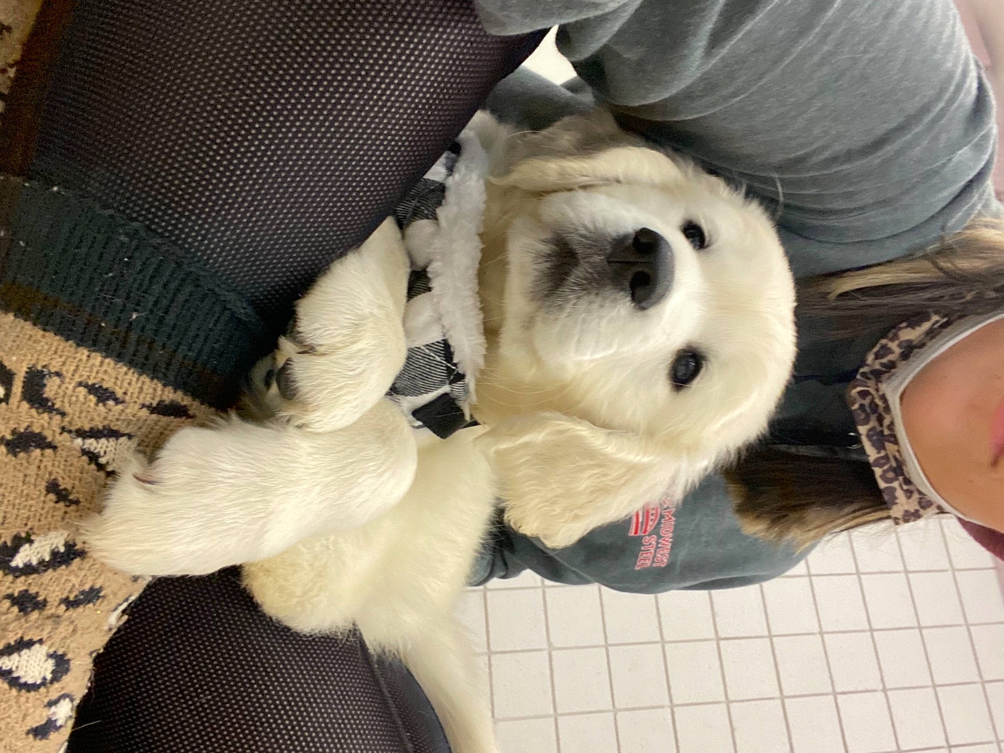 Rufus is registered to the contest to win money with this photo: canidae, carnivore, comfort, companion_dog, dog, dog_breed, fawn, fur, non_sporting_group, pattern, plaid, plush, snout, sporting_group, stuffed_toy, sunglasses, tartan, toy