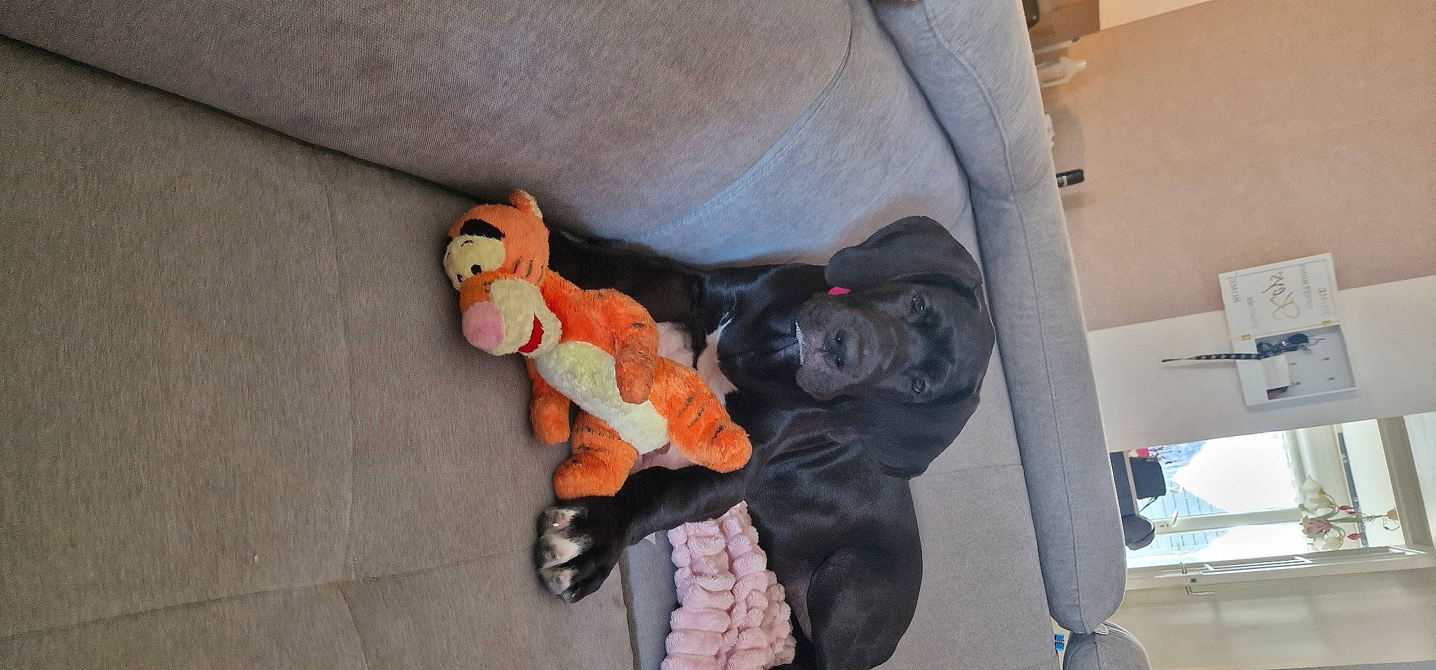 Urka participe au concours pour gagner de l'argent avec cette photo : baby_products, baby_toys, car_seat, carmine, child, comfort, doll, fictional_character, fur, grey, linens, plush, sitting, stuffed_toy, teddy_bear, textile, thumb, toy, wood, wool