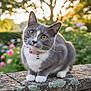 Widdle is registered to the contest to win money with this photo: cat, gray_cat, white_paws, pink_collar, bell, stone_wall, moss, outdoor, garden, flowers, greenery, sunlight, bokeh, curious, pet, animal, feline, whiskers, ears, nature