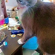 Widdle is registered to the contest to win money with this photo: cat, gray_cat, white_paws, table, clutter, flowers, vase, fireplace, household_items, yellow_eyes, indoor, curious, pet, furniture, wooden_floor, bottle, container, paper, plastic, cozy