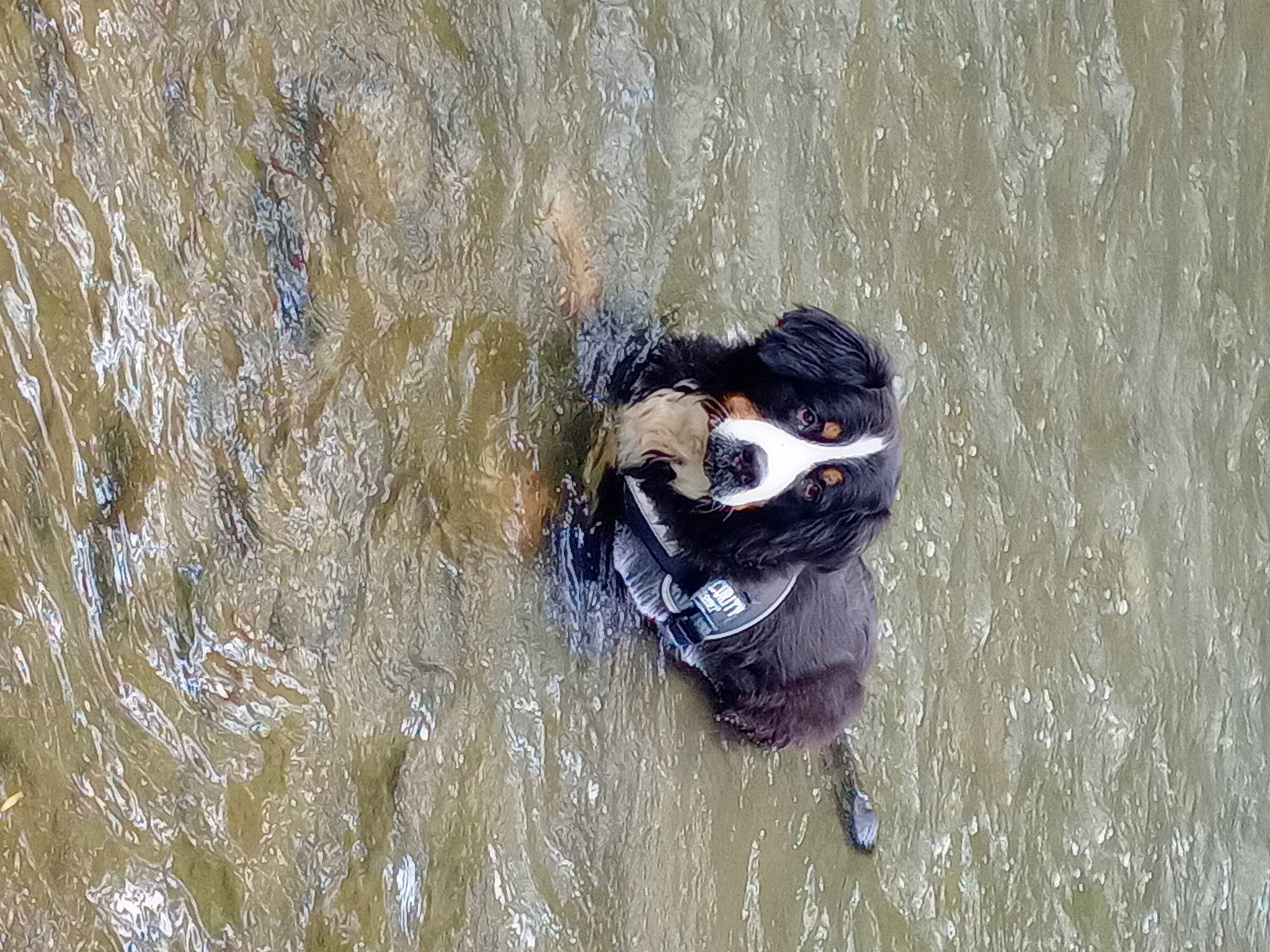 Hadès a rejoint le concours — aidez-le/la à gagner de superbes lots ! _geese_and_swans, beak, bird, drawing, duck, ducks, eye, lake, personal_protective_equipment, recreation, snout, water, water_bird, waterfowl, wave, wildlife, wood