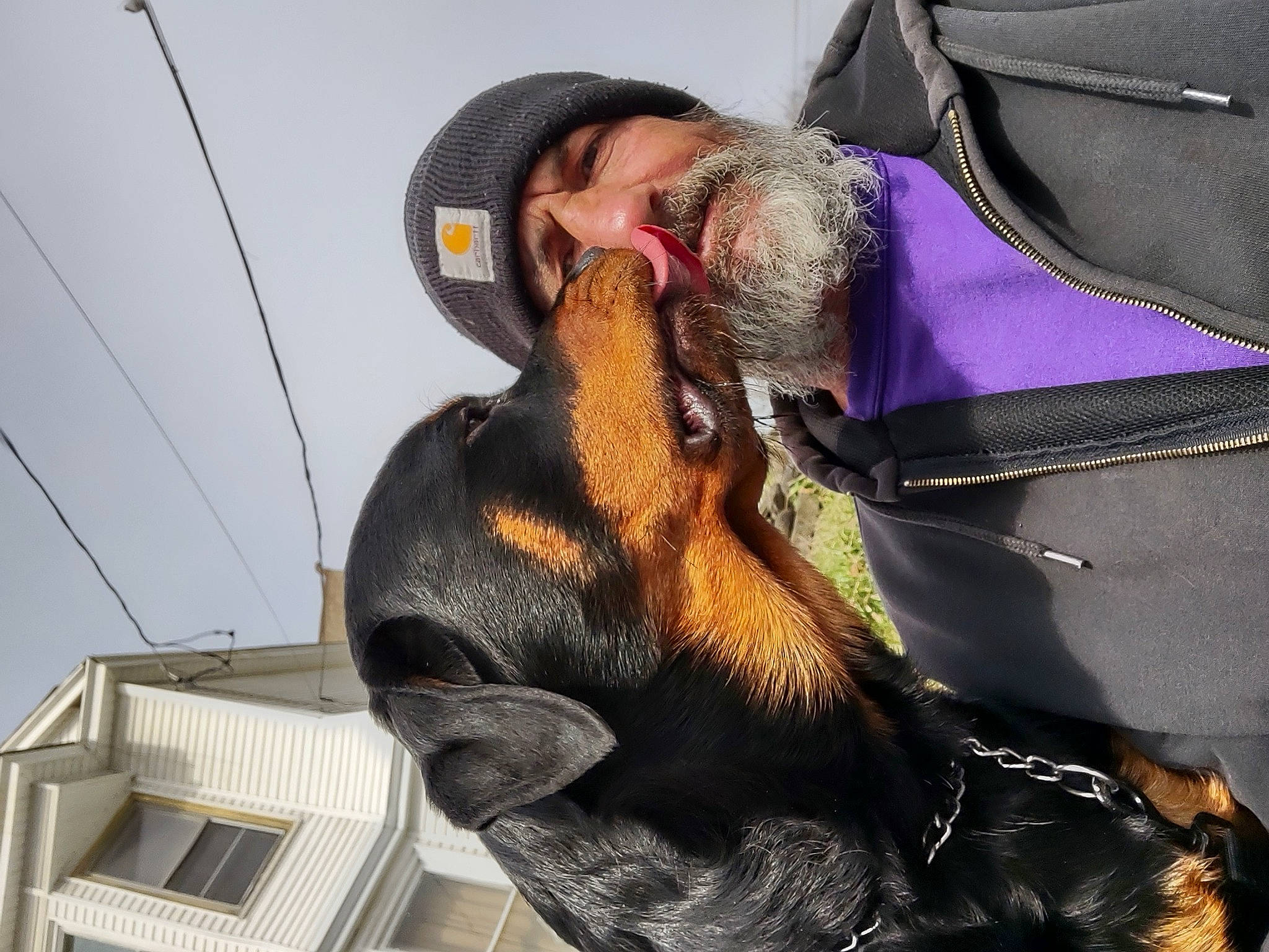 Bruno is registered to the contest to win money with this photo: bat, beard, canidae, carnivore, companion_dog, dog, dog_breed, ear, eyewear, facial_hair, fawn, fur, guard_dog, hat, jaw, snout, sporting_group, sunglasses, window, working_animal