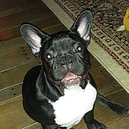 Gitli joined the competition — help win amazing prizes! dog, puppy, french_bulldog, black_and_white, pet, indoor, wooden_floor, rug, cute, animal, canine, young_dog, sitting, looking_up, ears_up, domestic_animal, companion, small_dog, friendly, alert