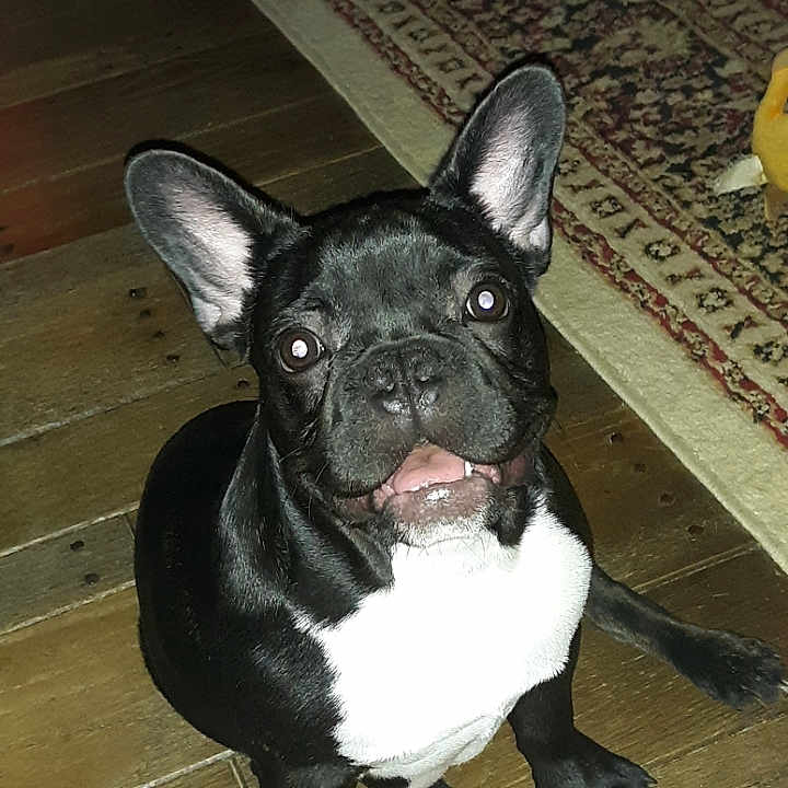 Gitli joined the competition — help win amazing prizes! alert, animal, black_and_white, canine, companion, cute, dog, domestic_animal, ears_up, french_bulldog, friendly, indoor, looking_up, pet, puppy, rug, sitting, small_dog, wooden_floor, young_dog