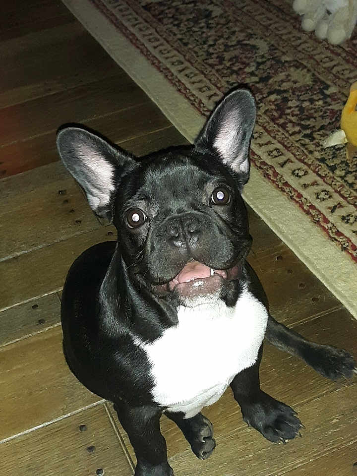 Gitli joined the competition — help win amazing prizes! dog, puppy, french_bulldog, black_and_white, pet, indoor, wooden_floor, rug, cute, animal, canine, young_dog, sitting, looking_up, ears_up, domestic_animal, companion, small_dog, friendly, alert