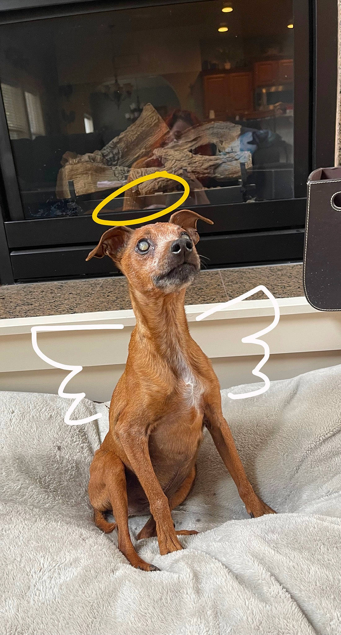 Boog joined the competition — help win amazing prizes! art, canidae, carnivore, companion_dog, dog, dog_breed, dog_collar, fawn, flooring, fur, hat, human_leg, liver, sighthound, snout, sporting_group, street_dog, tail, wood, working_animal