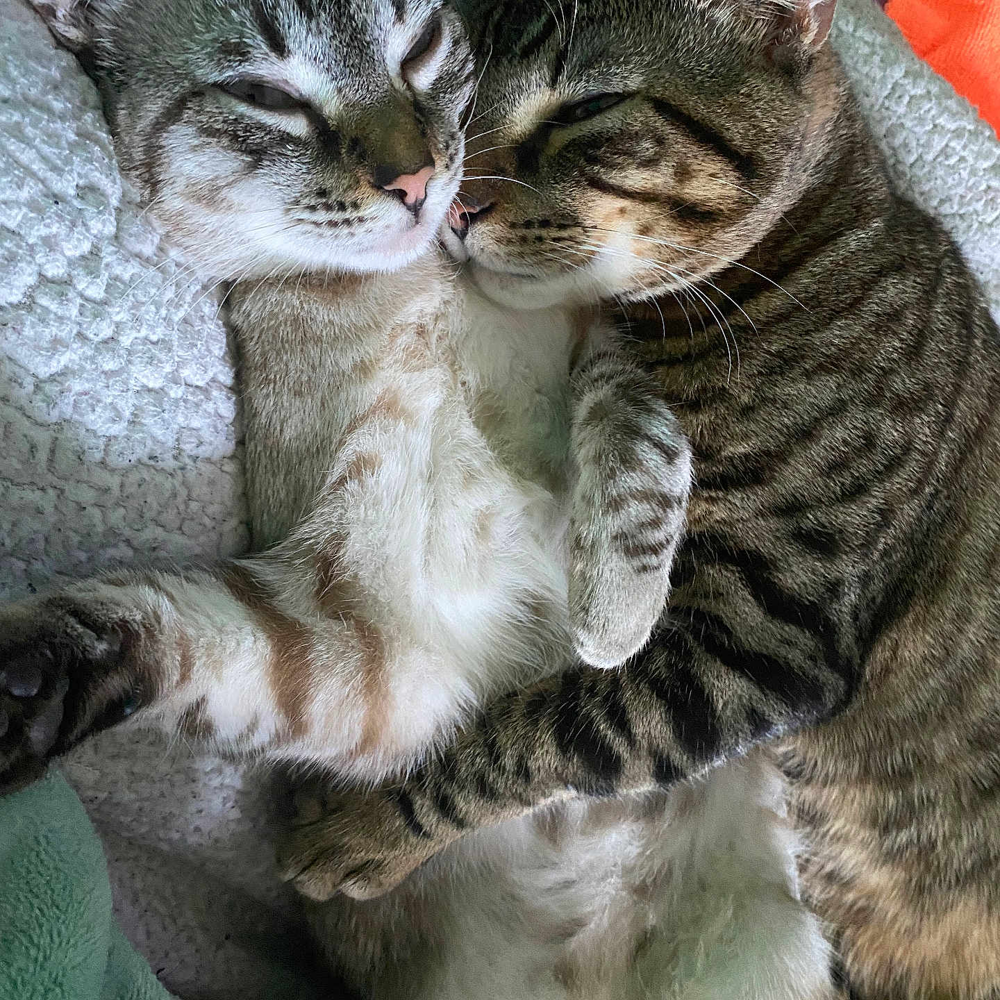 Luna And Leon is registered to the contest to win money with this photo: animal, blanket, cat, closeup, companion, cozy, cute, cute_animals, ears, feline, friendship, fur, indoor, pets, resting, sleepy, snuggling, soft, tabby, whiskers