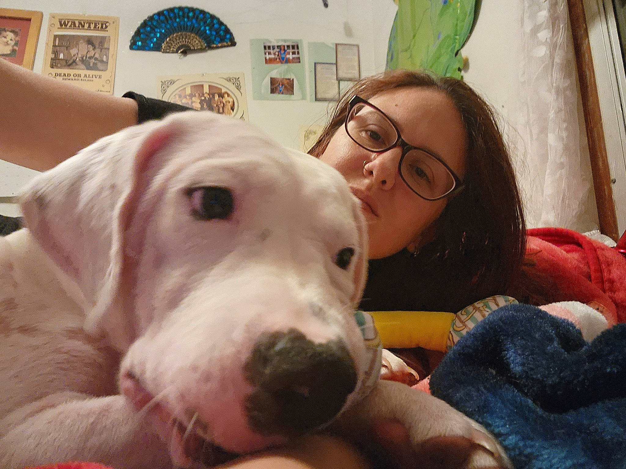 Willow is registered to the contest to win money with this photo: canidae, carnivore, comfort, companion_dog, curtain, dog, dog_breed, ear, eyewear, fawn, fun, fur, glasses, happy, picture_frame, selfie, smile, snout, vision_care, working_animal