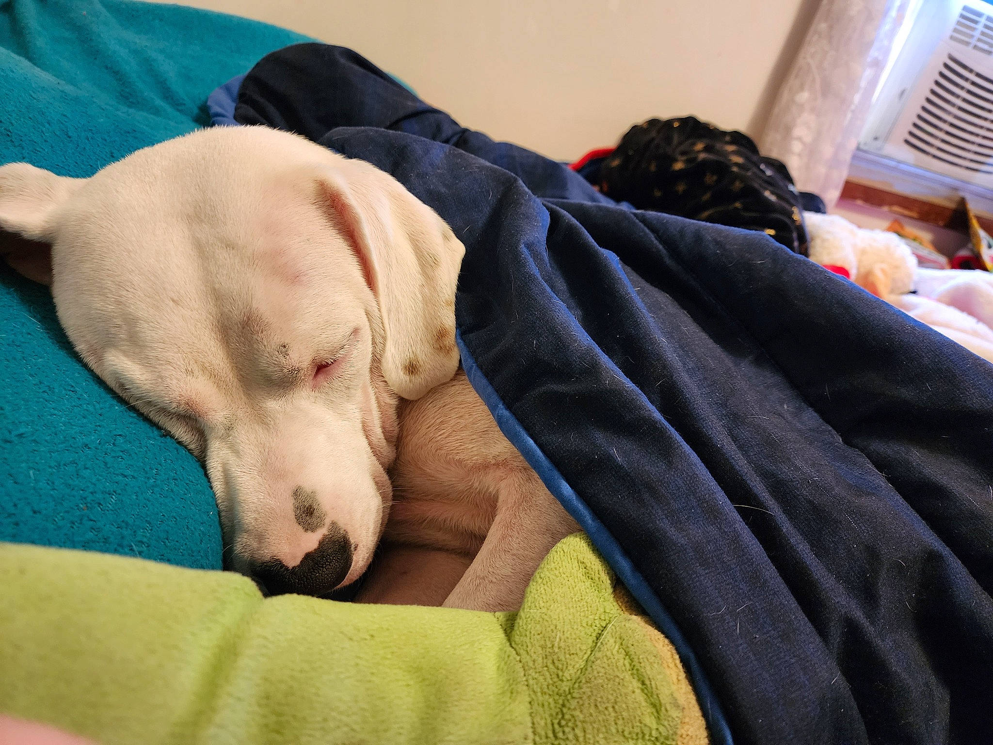 Willow is registered to the contest to win money with this photo: canidae, carnivore, comfort, companion_dog, dog, dog_breed, dog_supply, fawn, fur, guard_dog, gun_dog, linens, nap, non_sporting_group, retriever, snout, sporting_group, whiskers, working_animal