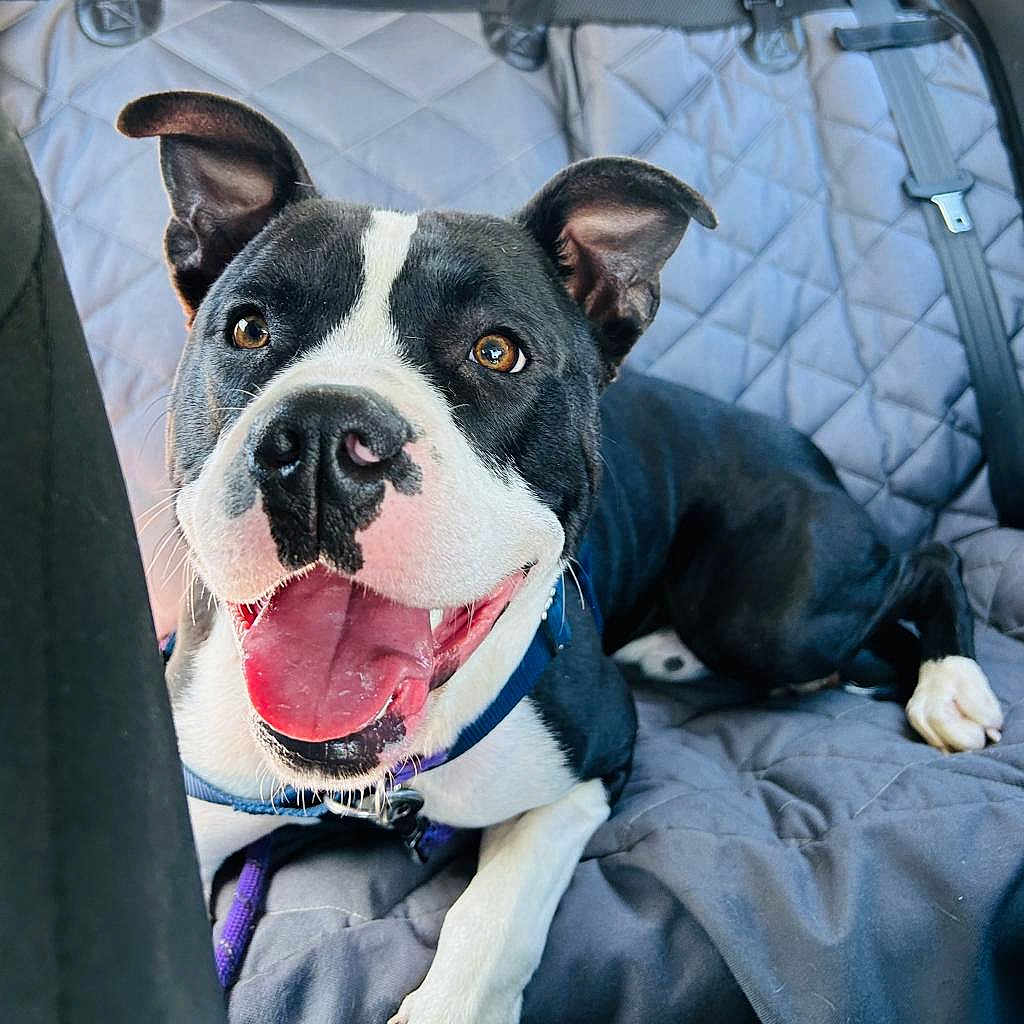 Nebulous is registered to the contest to win money with this photo: animal, ball, bostonbull, boxer, bulldog, canine, car, car_interior, carseat, dog, football, pet, pitbull, puppy, snout, soccer, soccerball, sport, transportation, vehicle