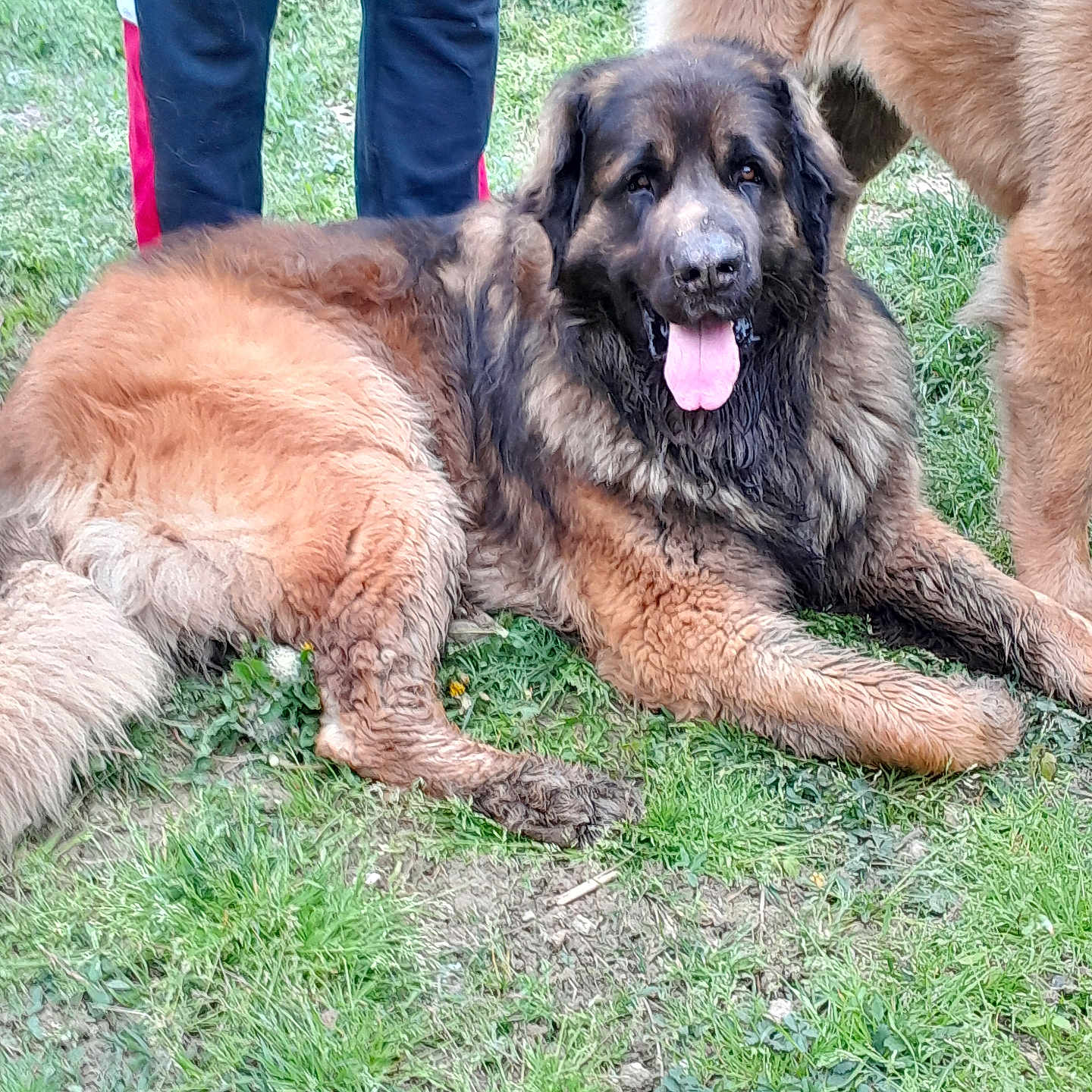 Scout