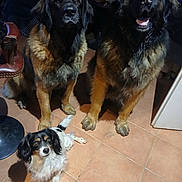 Scout participe au concours pour gagner de l'argent avec cette photo : animal_portrait, black_and_tan, dogs, fluffy, group_photo, happy, home, indoors, large_dogs, long_hair, open_mouth, pet_portrait, sitting, small_dog, spaniel, standing, three_dogs, tiled_floor, tongue, white_and_black