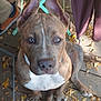 dog, brindle, puppy, sitting, ears_up, wooden_deck, leaves, outdoor, pet, canine, curious, alert, light_eyes, closeup, brown, white_chest, person_leg, chair, casual, daylight